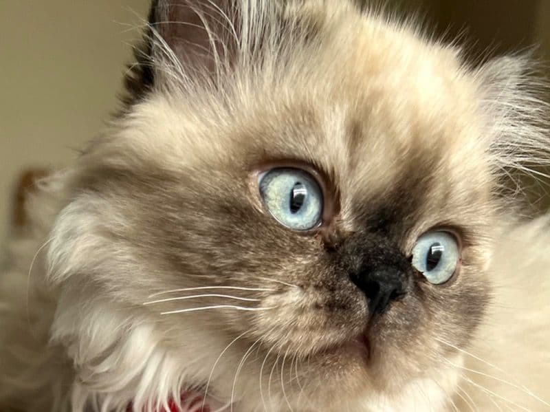 Nala primary photo