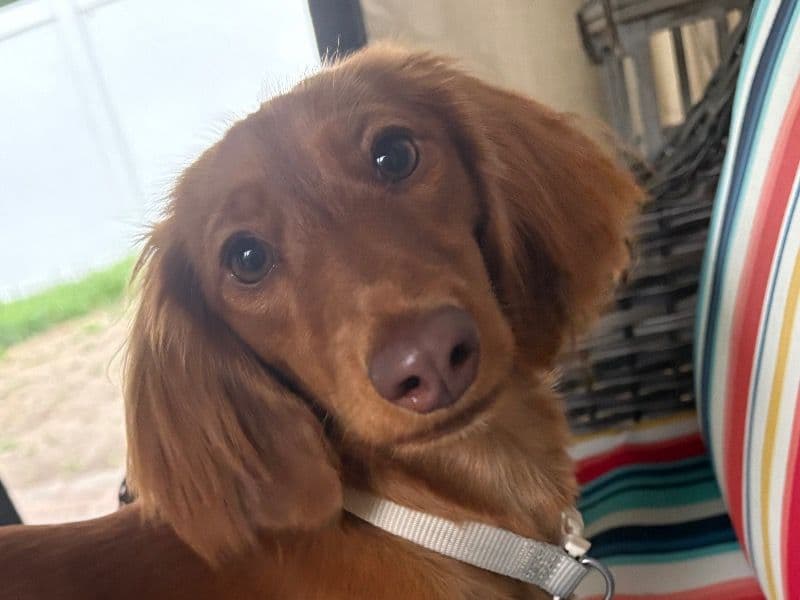 Molly primary photo