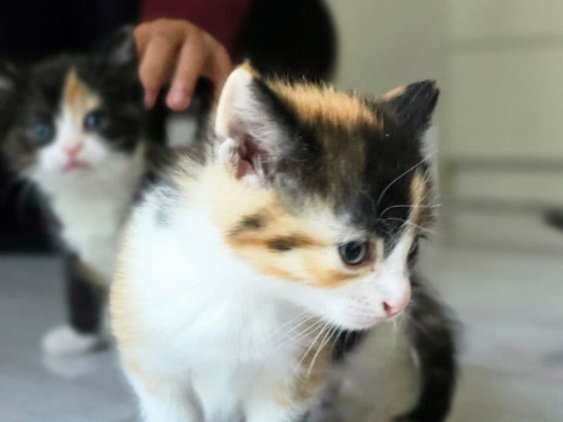 Kittens primary photo