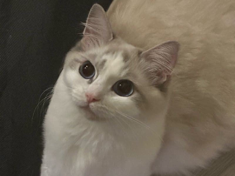 Luna primary photo