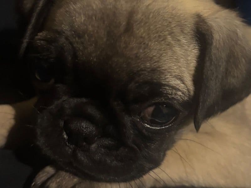 Coco primary photo