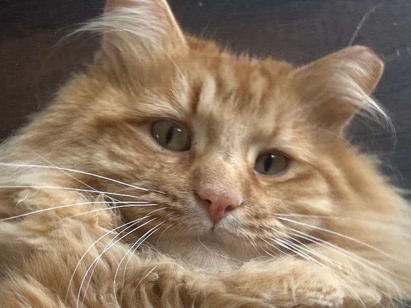 Mister Beefy primary photo