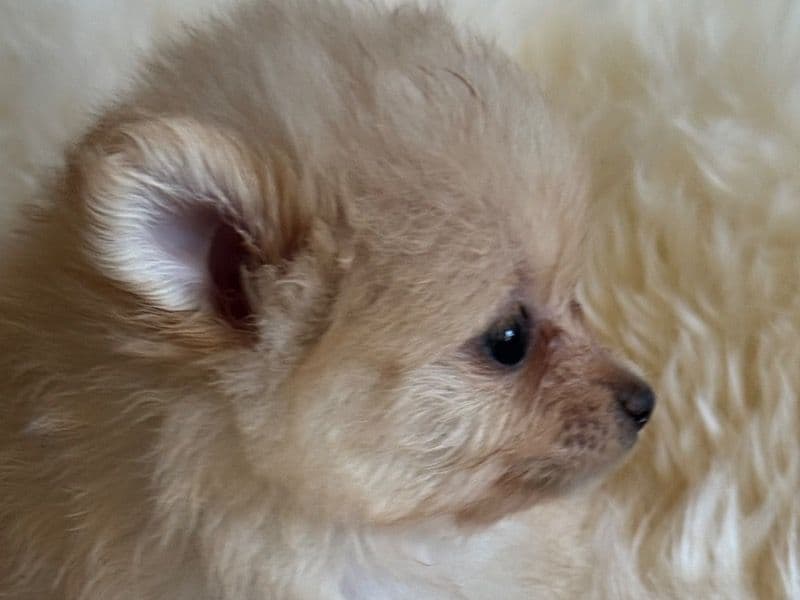 Chiqui primary photo