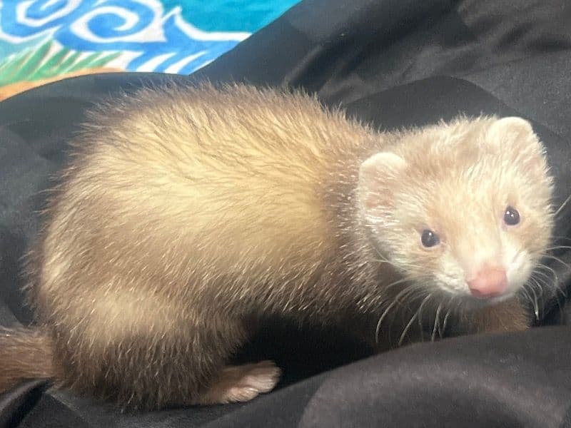 Zeus primary photo