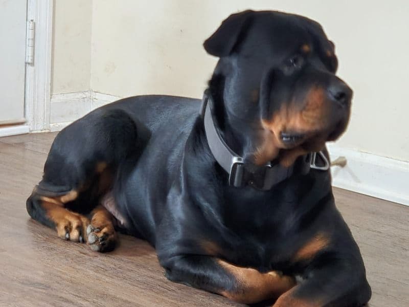 Diesel primary photo