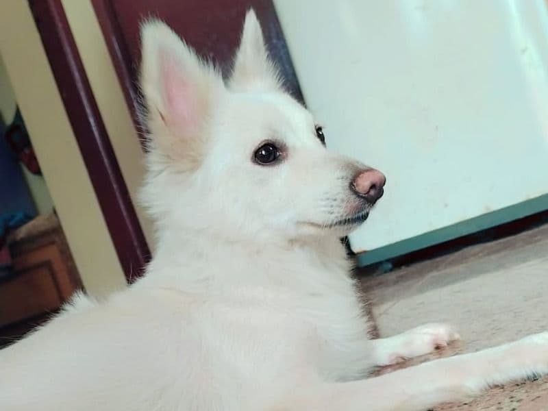 Dori primary photo