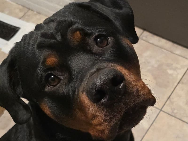 Freyja primary photo