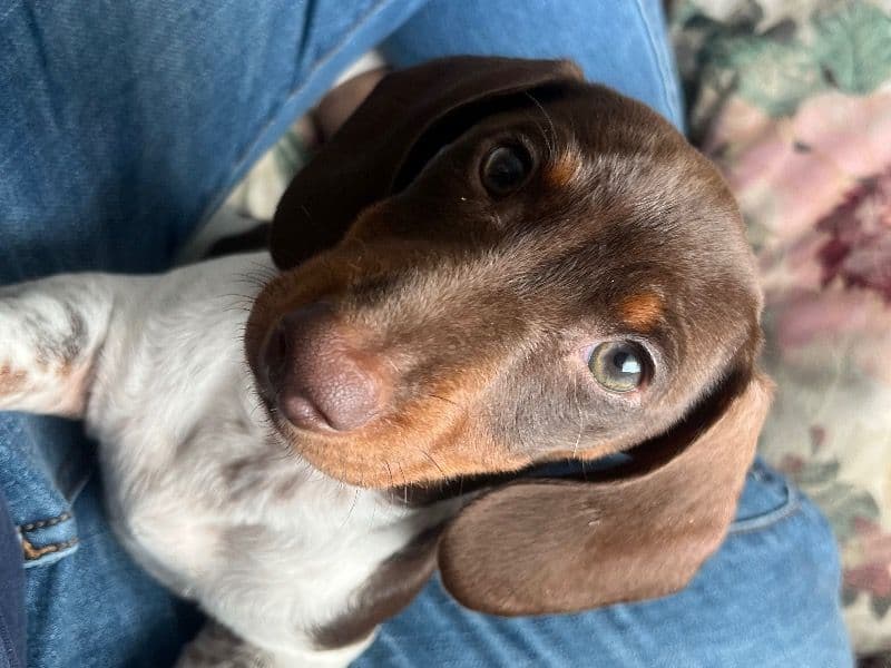 Mini primary photo