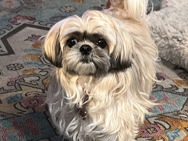 Taz primary photo