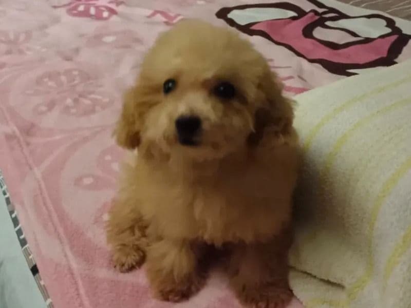 Biscuit primary photo