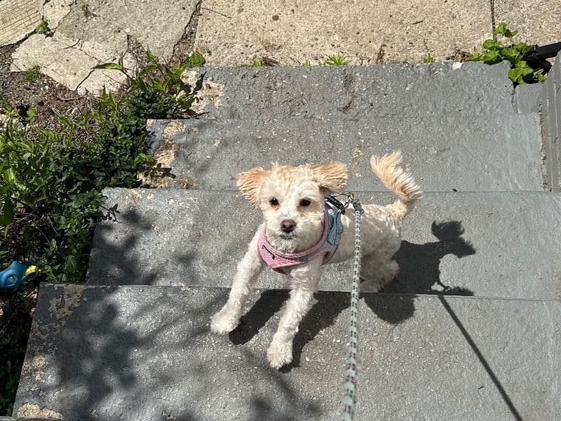 Lily primary photo