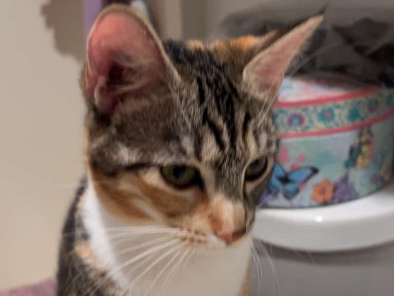 Tigger primary photo