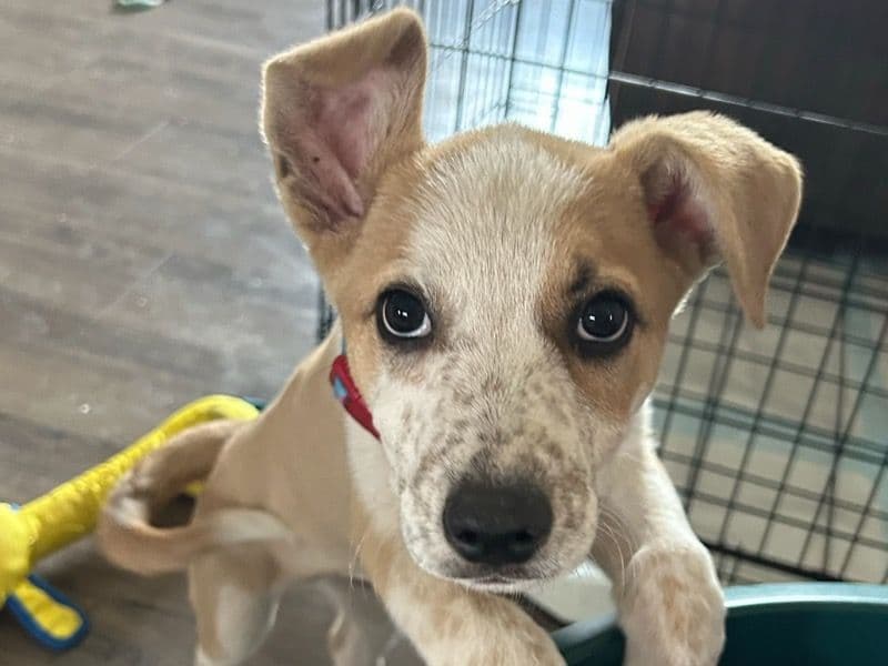 Krypto primary photo
