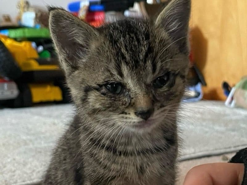 Loki primary photo