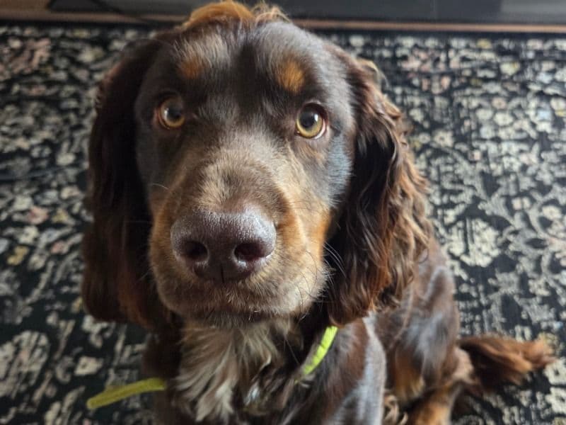 Toby primary photo