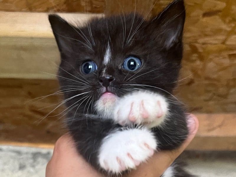 Biscuit primary photo