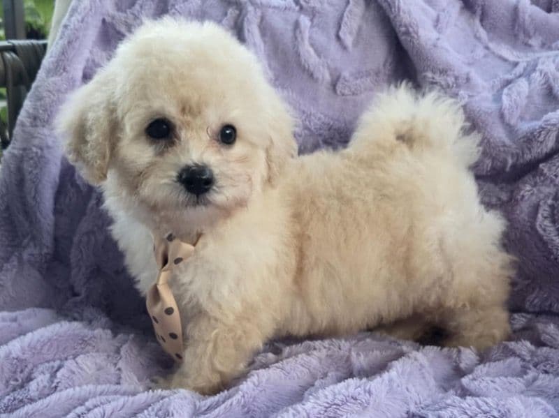 Mini Toy Poodle 3 primary photo