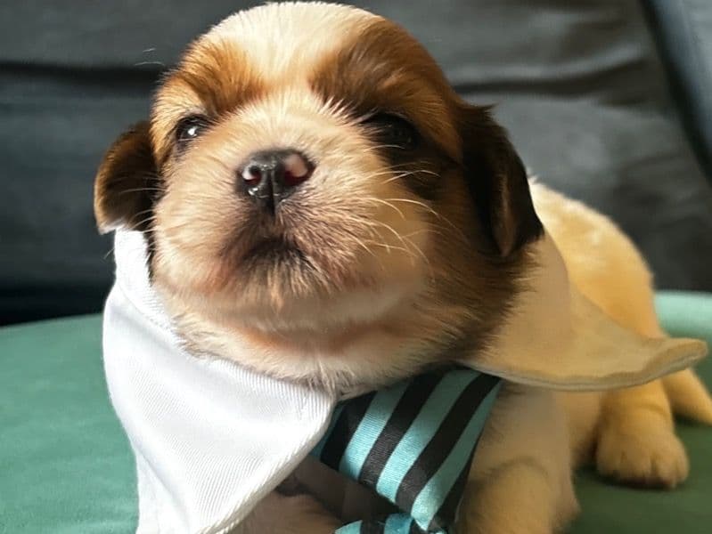 Bobby primary photo