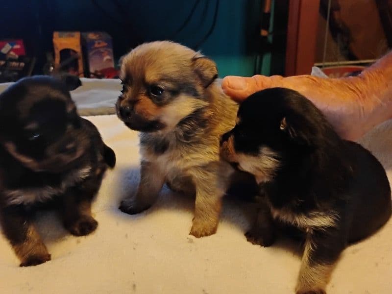 Toy Pom/yorkie primary photo