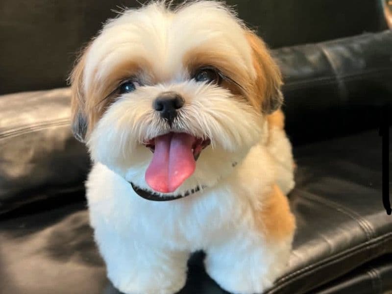 Archie primary photo