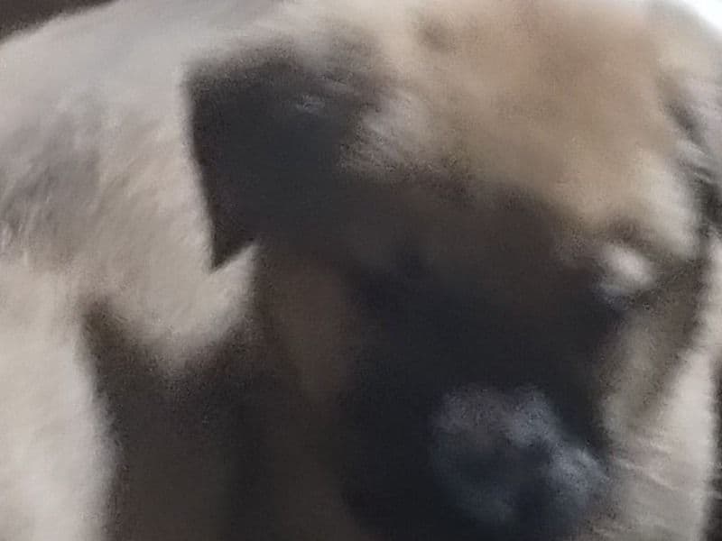 Zues primary photo