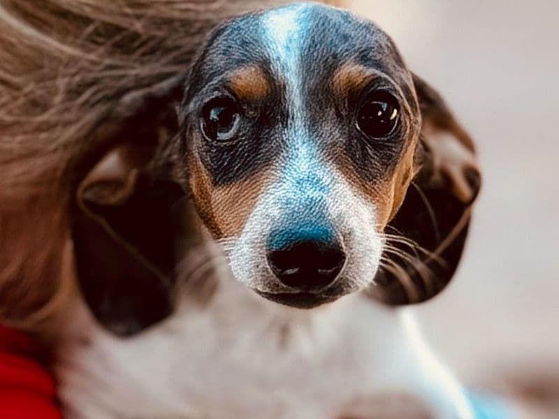 Roger primary photo
