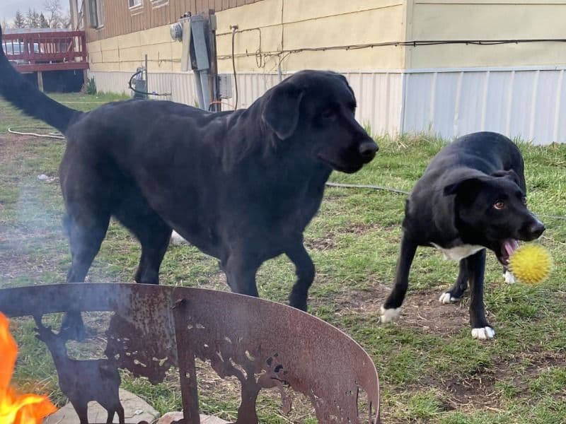 Bailey And Remi primary photo