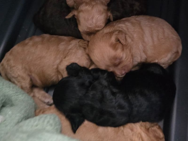 Shihpoo Puppies primary photo