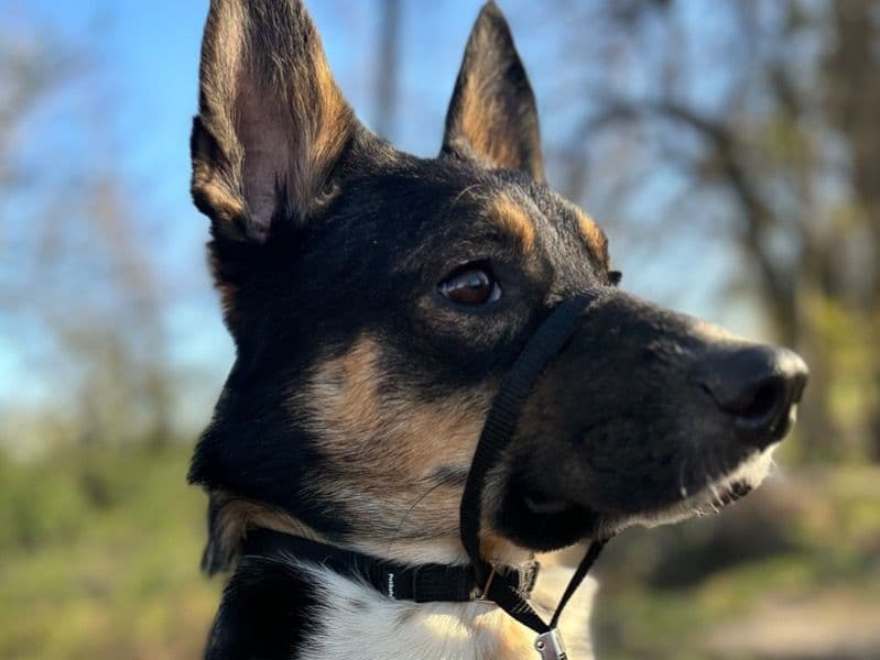 Milo primary photo