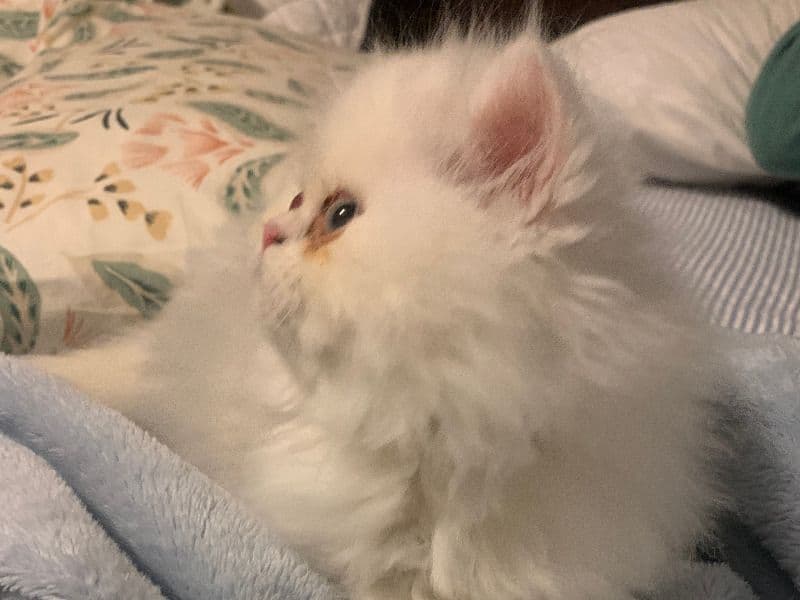 Fluffy primary photo