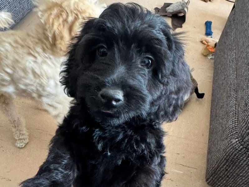 Pepper primary photo