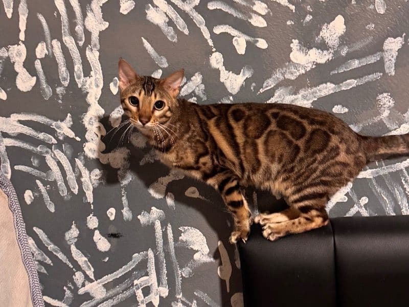Cleo primary photo