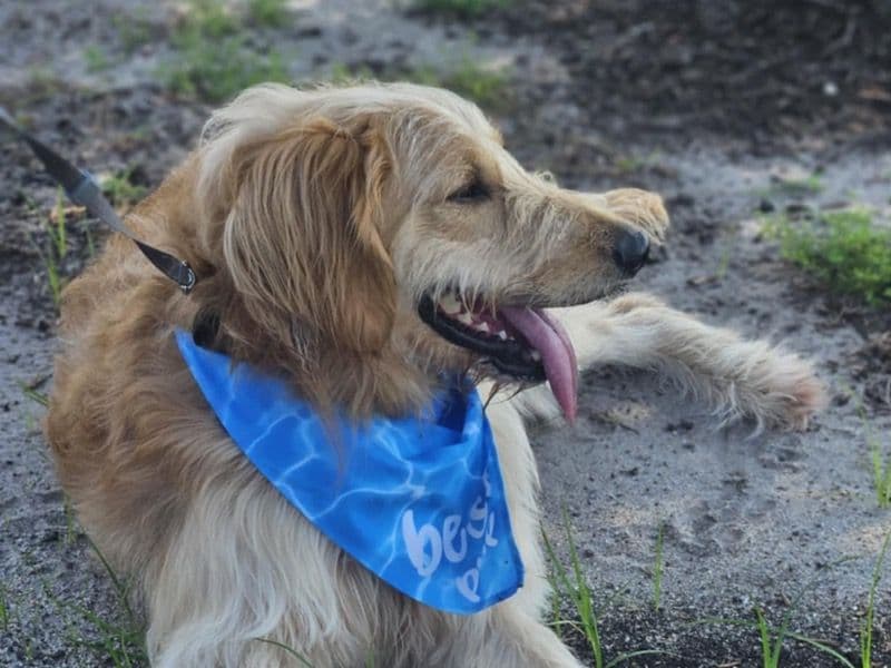 Koda primary photo