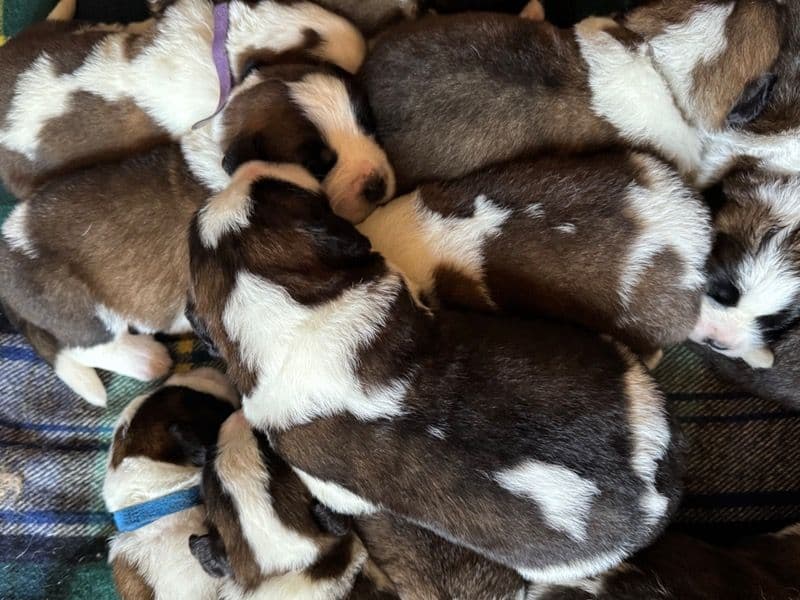14 Saint Bernard Puppies primary photo