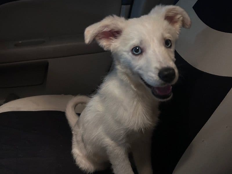 Coco primary photo