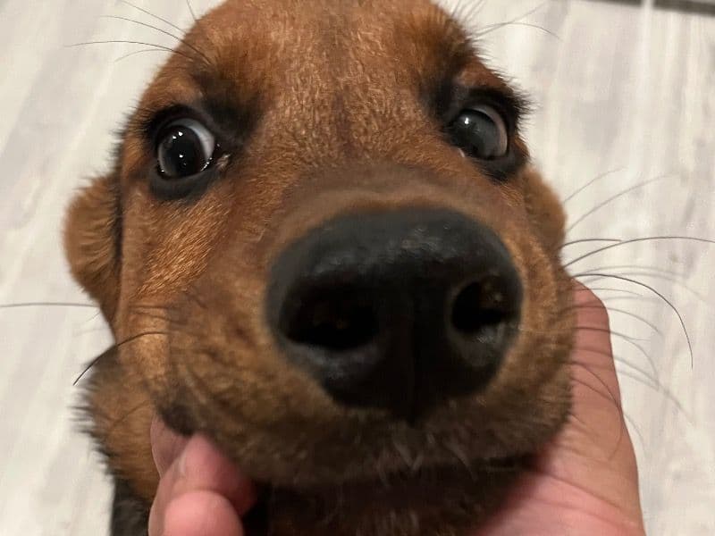 Kiba primary photo