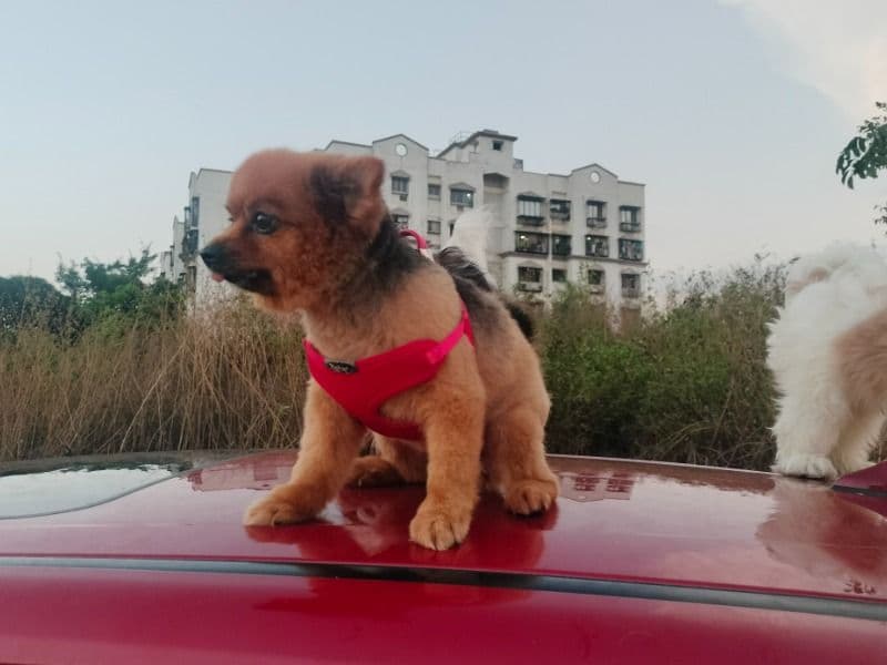 Coco primary photo