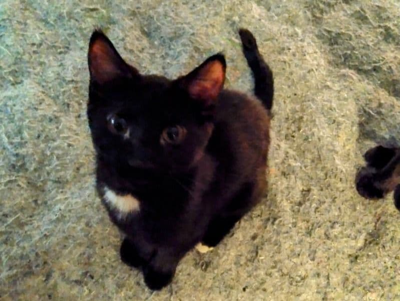 Bambi, Little Man & Nemu Jr (2 Males, 1 Female) primary photo