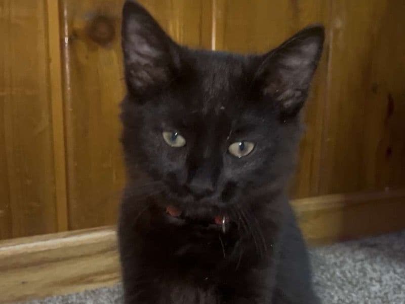 Tuna primary photo