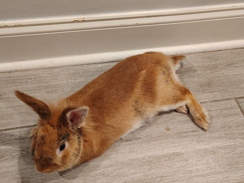Simba primary photo