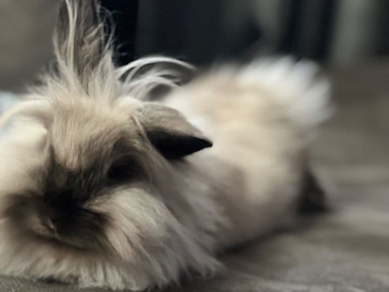 Thumper primary photo