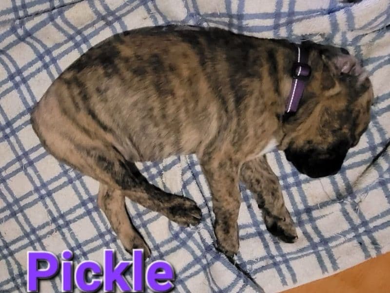 Pickle primary photo