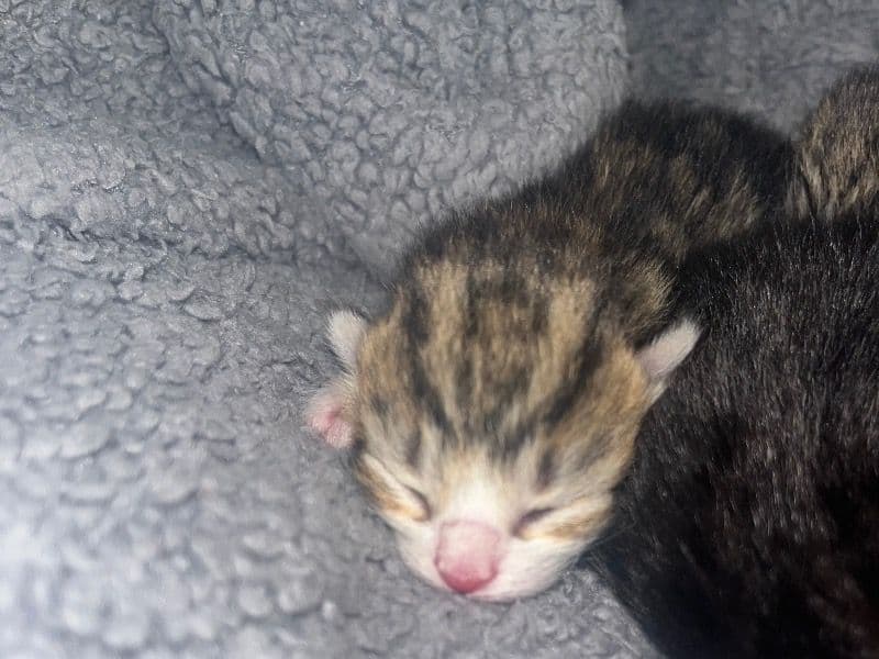 Kitten primary photo