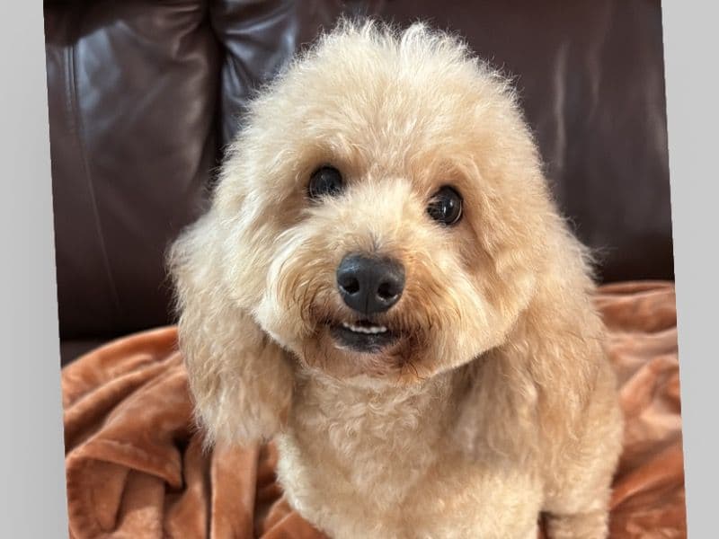 Bella primary photo