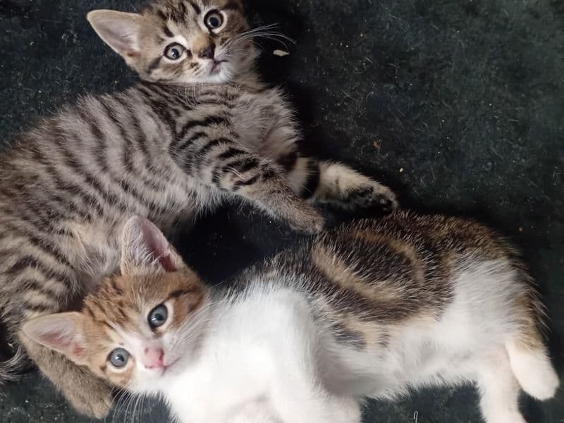 Kittens 8 Weeks Old primary photo