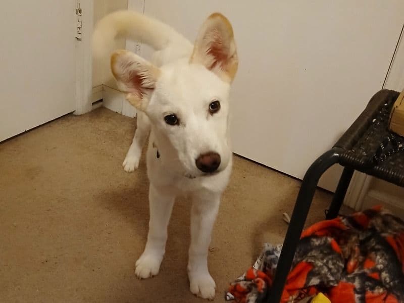 Athena primary photo