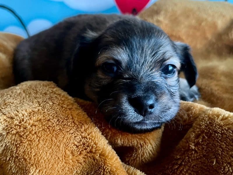 Toffee primary photo