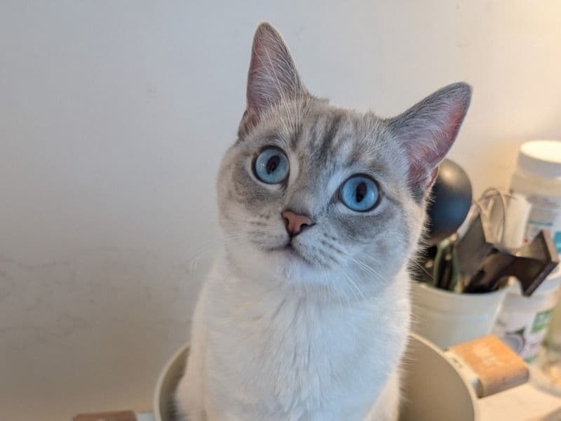Misha primary photo