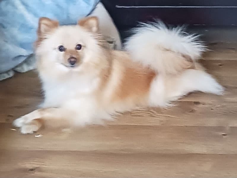 Coco Channel primary photo