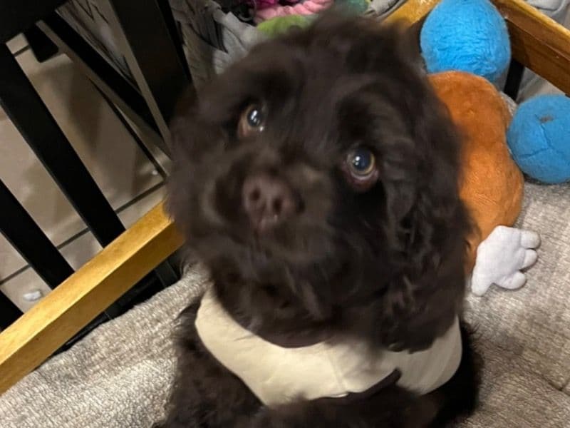 Milo primary photo